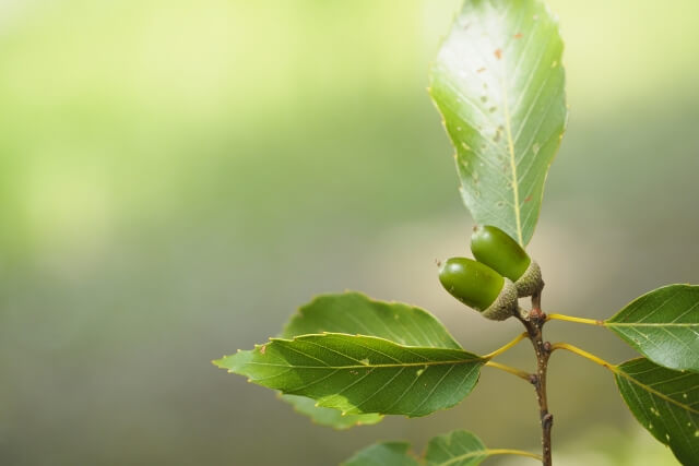 どんぐり虫の処理 割れないように きれいに保管する方法は